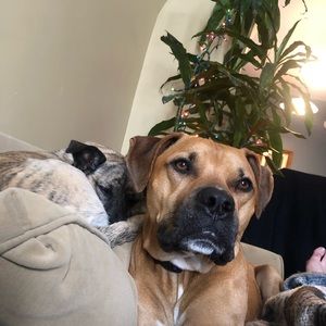 Meet your Posher, Charlie